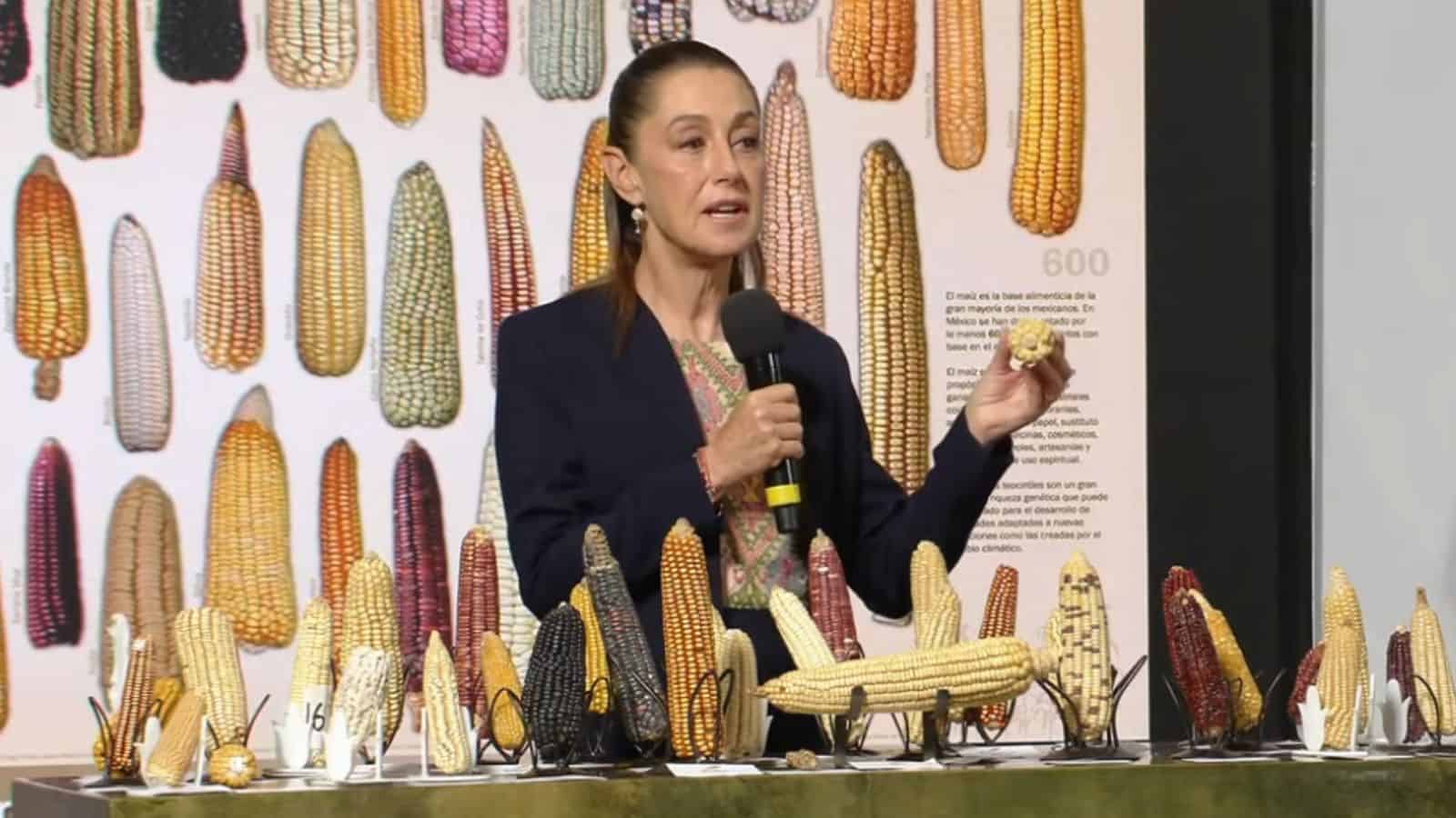 Día Nacional del Maíz: Gobierno de México destaca la importancia de proteger la diversidad del grano
