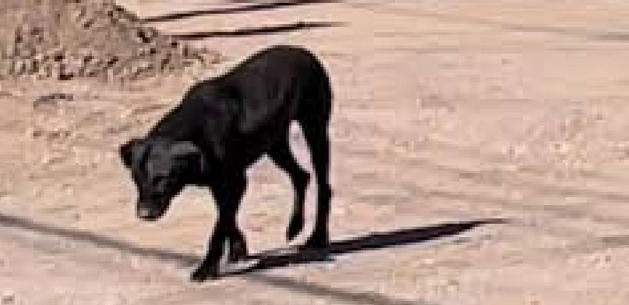 Aumentan reportes por perros callejeros en Ciudad Obregón: van 530 en el año
