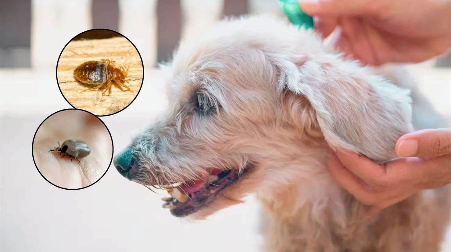 Pulgas y garrapatas: repelentes naturales para cuidar a tu mascota y mantener su buen olor