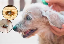 Pulgas y garrapatas: repelentes naturales para cuidar a tu mascota y mantener su buen olor