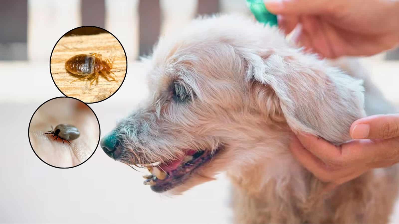 Pulgas y garrapatas: repelentes naturales para cuidar a tu mascota y mantener su buen olor