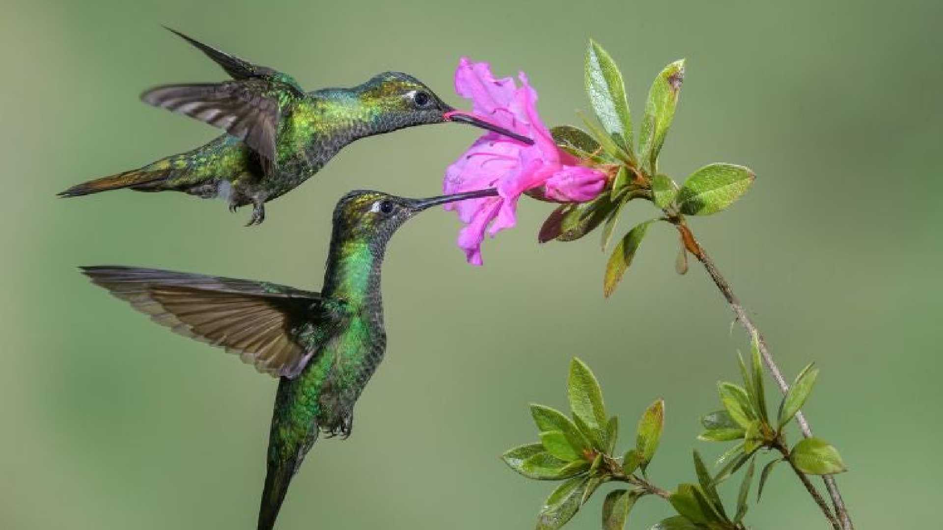 Santuario de colibríes: ¿Dónde se encuentra y cómo puedes adoptar uno?