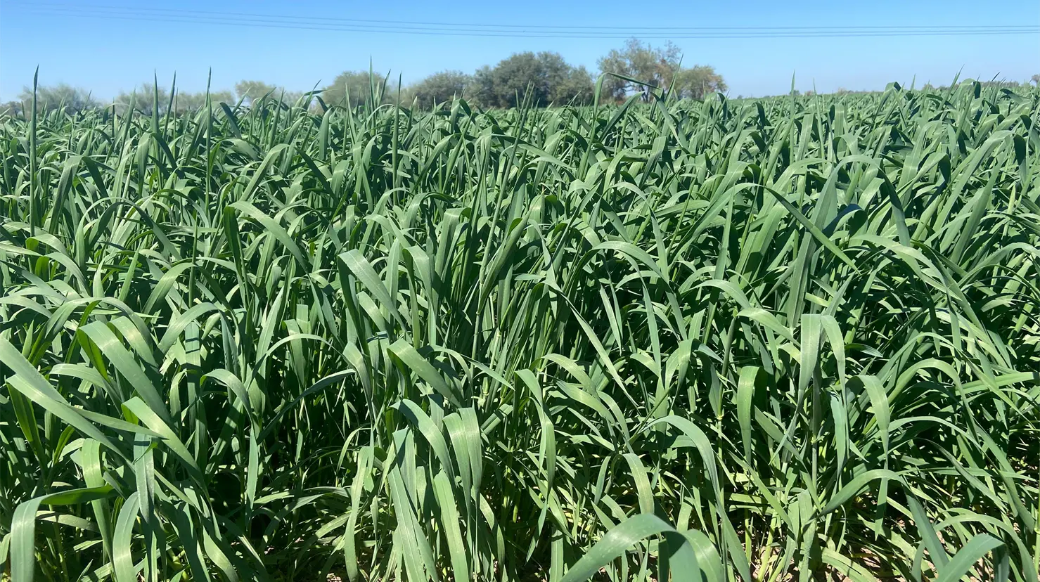 El trigo representará el 67% de las siembras en el Valle del Mayo