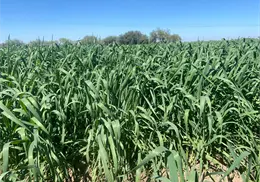 El trigo representará el 67% de las siembras en el Valle del Mayo