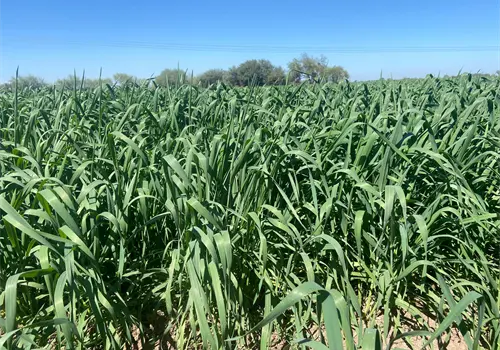 El trigo representará el 67% de las siembras en el Valle del Mayo