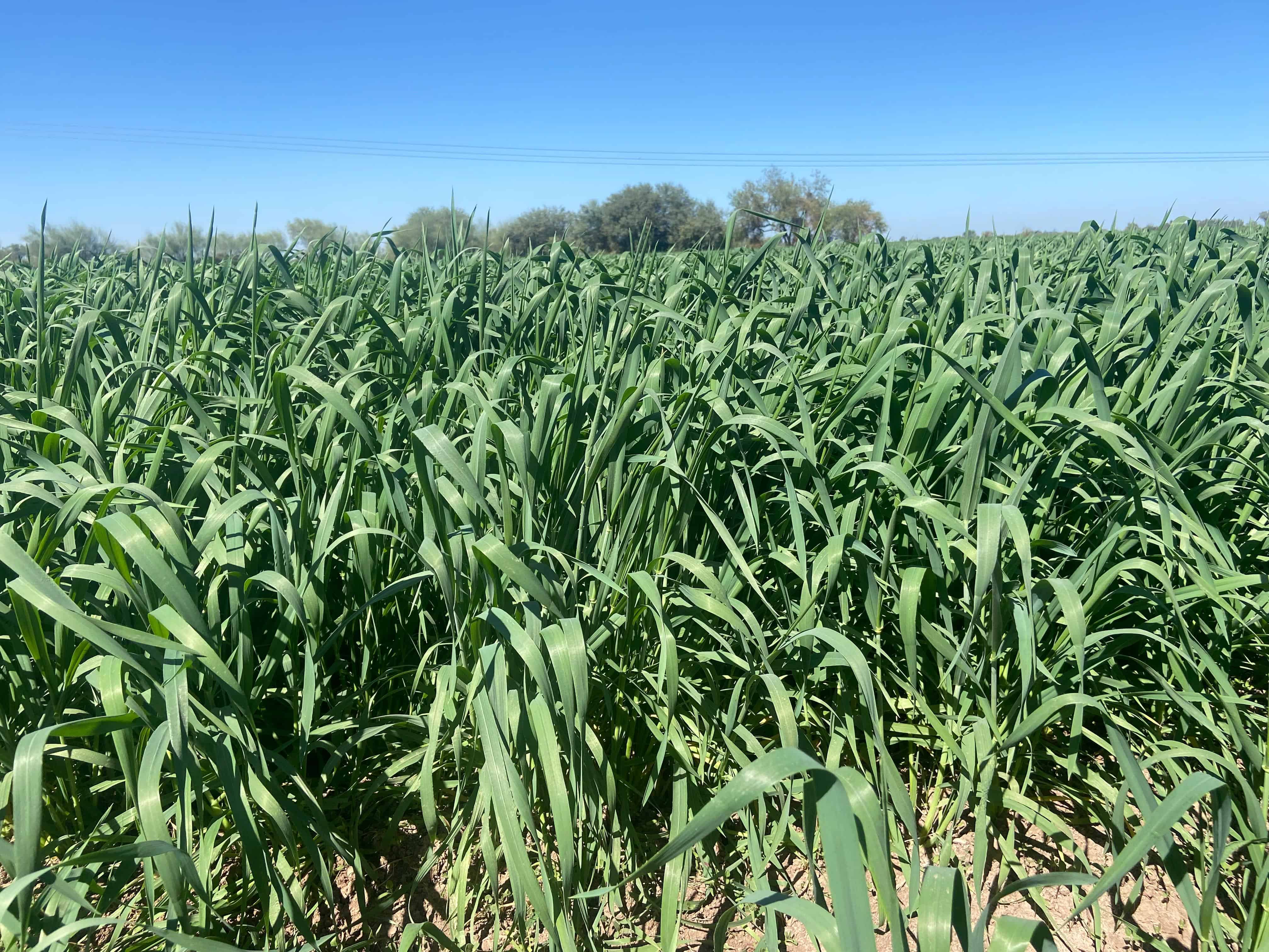 El trigo representará el 67% de las siembras en el Valle del Mayo