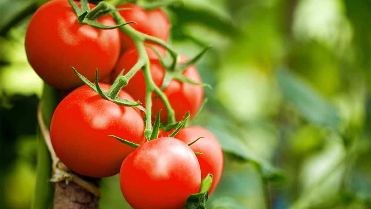 Impactan aranceles siembra del tomate