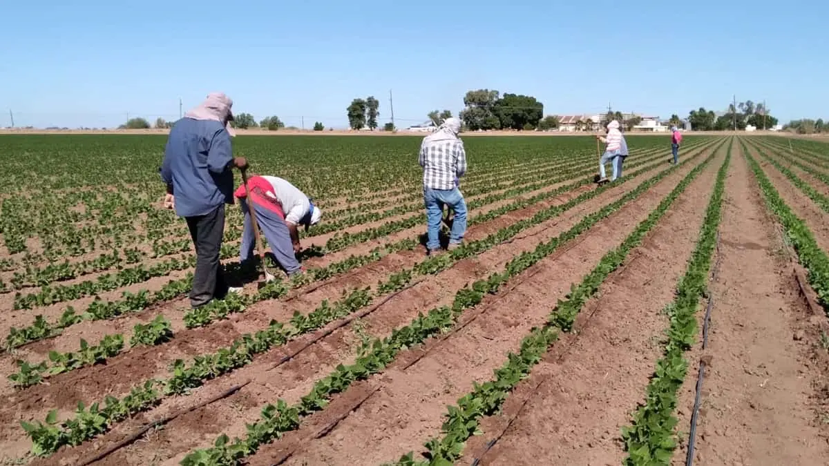 Mejora panorama para los jornaleros