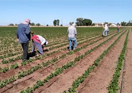 Mejora panorama para los jornaleros