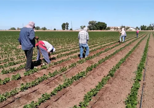 Mejora panorama para los jornaleros