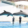 Delfinario Sonora deja de presentar show con animales