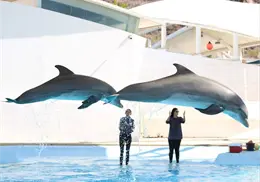 Delfinario Sonora deja de presentar show con animales