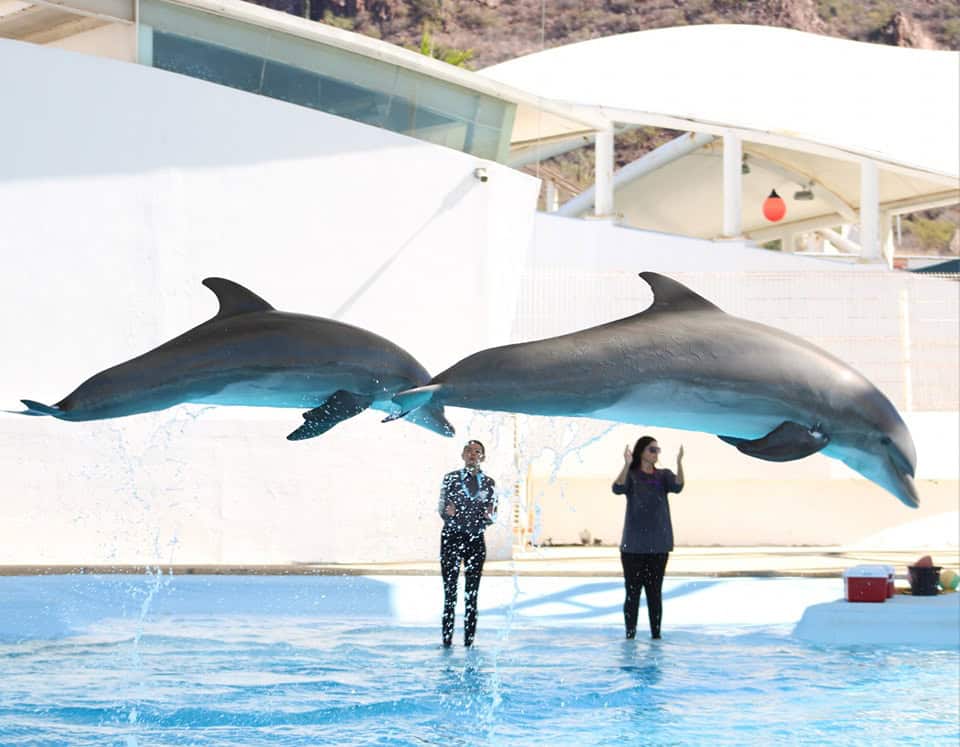 Delfinario Sonora deja de presentar show con animales