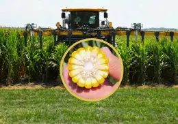 ¿Qué es el Smart Corn? La innovación que podría revolucionar la siembra en Sonora