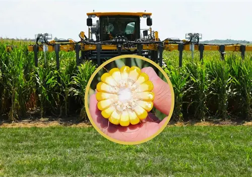 ¿Qué es el Smart Corn? La innovación que podría revolucionar la siembra en Sonora