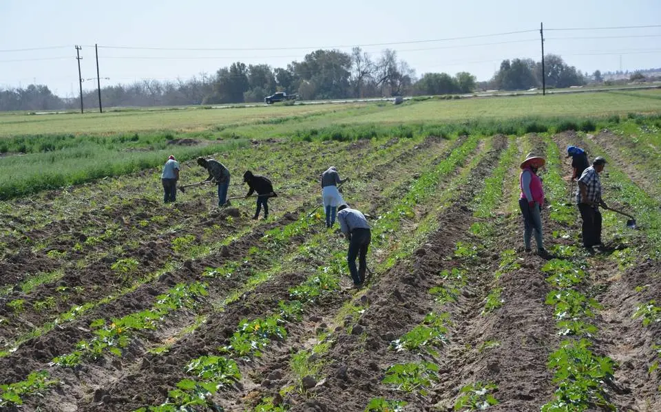 Inicia siembra de hortalizas en el Valle del Mayo