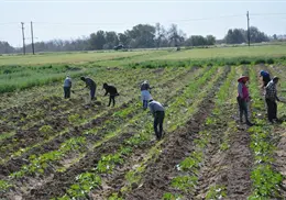 Inicia siembra de hortalizas en el Valle del Mayo