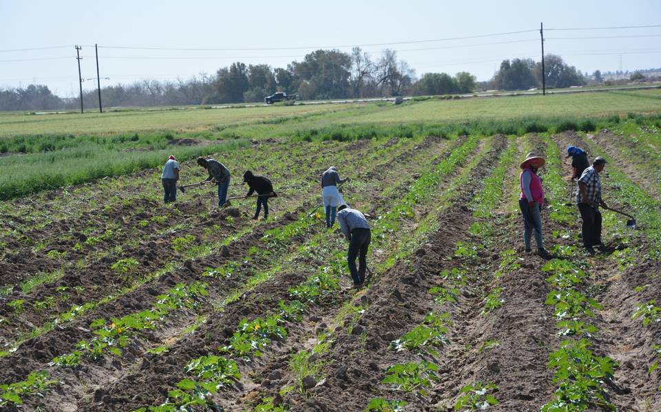 Inicia siembra de hortalizas en el Valle del Mayo