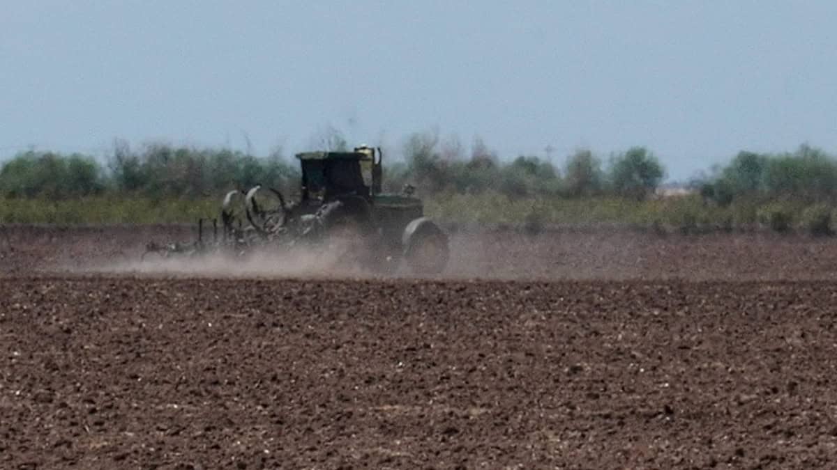 Entrampado, ciclo agrícola 2025–2026