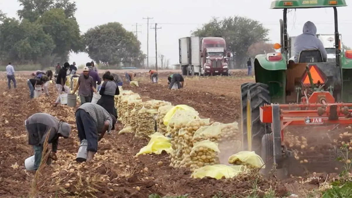 Reducen siembra de hortalizas en el Yaqui