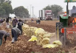 Reducen siembra de hortalizas en el Yaqui