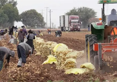 Reducen siembra de hortalizas en el Yaqui