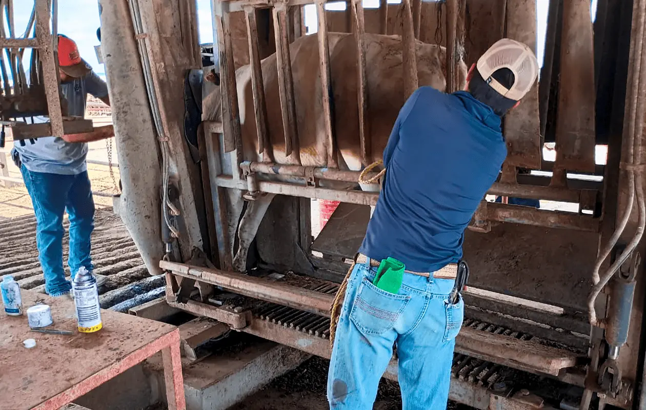 Agricultura informó que el caso no está relacionado con otro hallado en Hidalgo hace unas semanas.