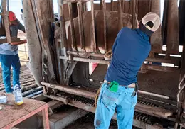 Detectan nuevo caso de gusano barrenador en ganado de Nuevo León