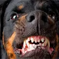 Niñito de 2 años muere atacado por perros rottweiler en una guardería