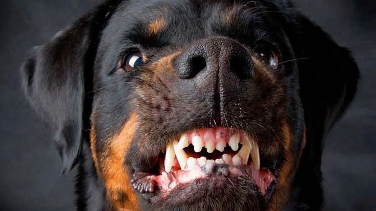 Niñito de 2 años muere atacado por perros rottweiler en una guardería
