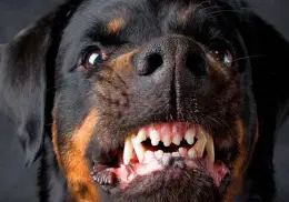 Niñito de 2 años muere atacado por perros rottweiler en una guardería