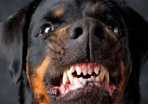 Niñito de 2 años muere atacado por perros rottweiler en una guardería