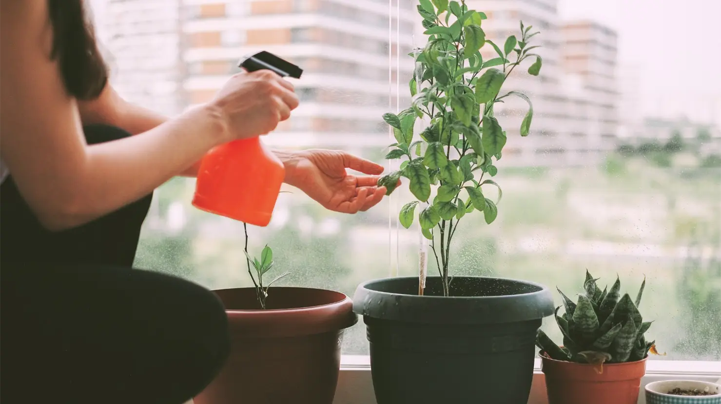 Plantas medicinales que puedes cultivar en casa y cómo hacerlo paso a paso