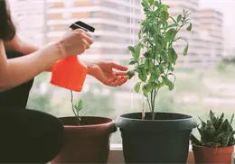 Plantas medicinales que puedes cultivar en casa y cómo hacerlo paso a paso
