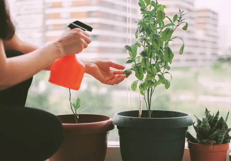 Plantas medicinales que puedes cultivar en casa y cómo hacerlo paso a paso