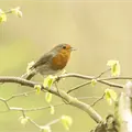 Escuchar el canto de los pájaros mejora la salud mental, según estudios científicos