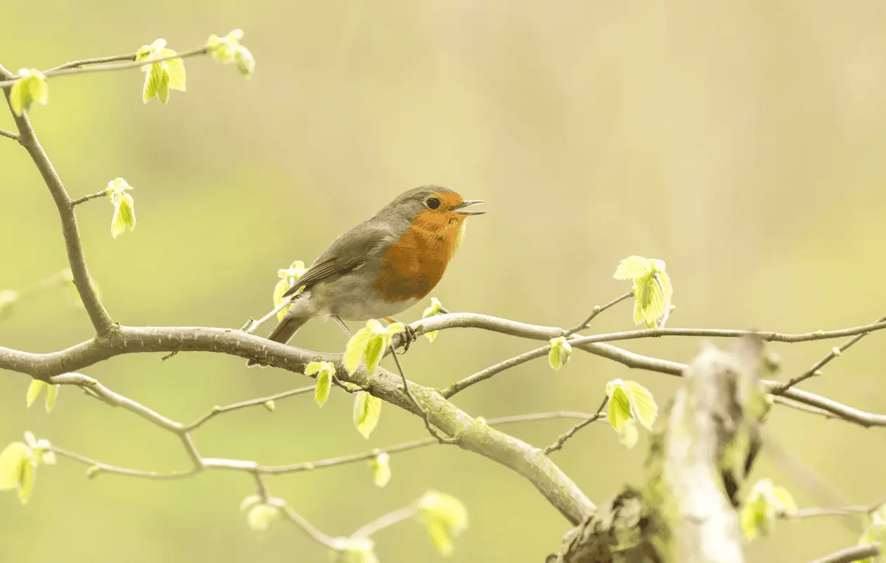Escuchar seis minutos al día el canto de las aves reduce ansiedad.