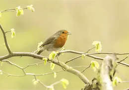 Escuchar el canto de los pájaros mejora la salud mental, según estudios científicos