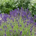 Descubre los usos de las hierbas aromáticas para purificar el aire o neutralizar olores