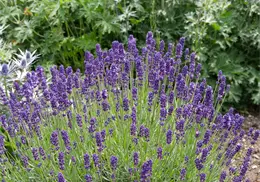 Descubre los usos de las hierbas aromáticas para purificar el aire o neutralizar olores