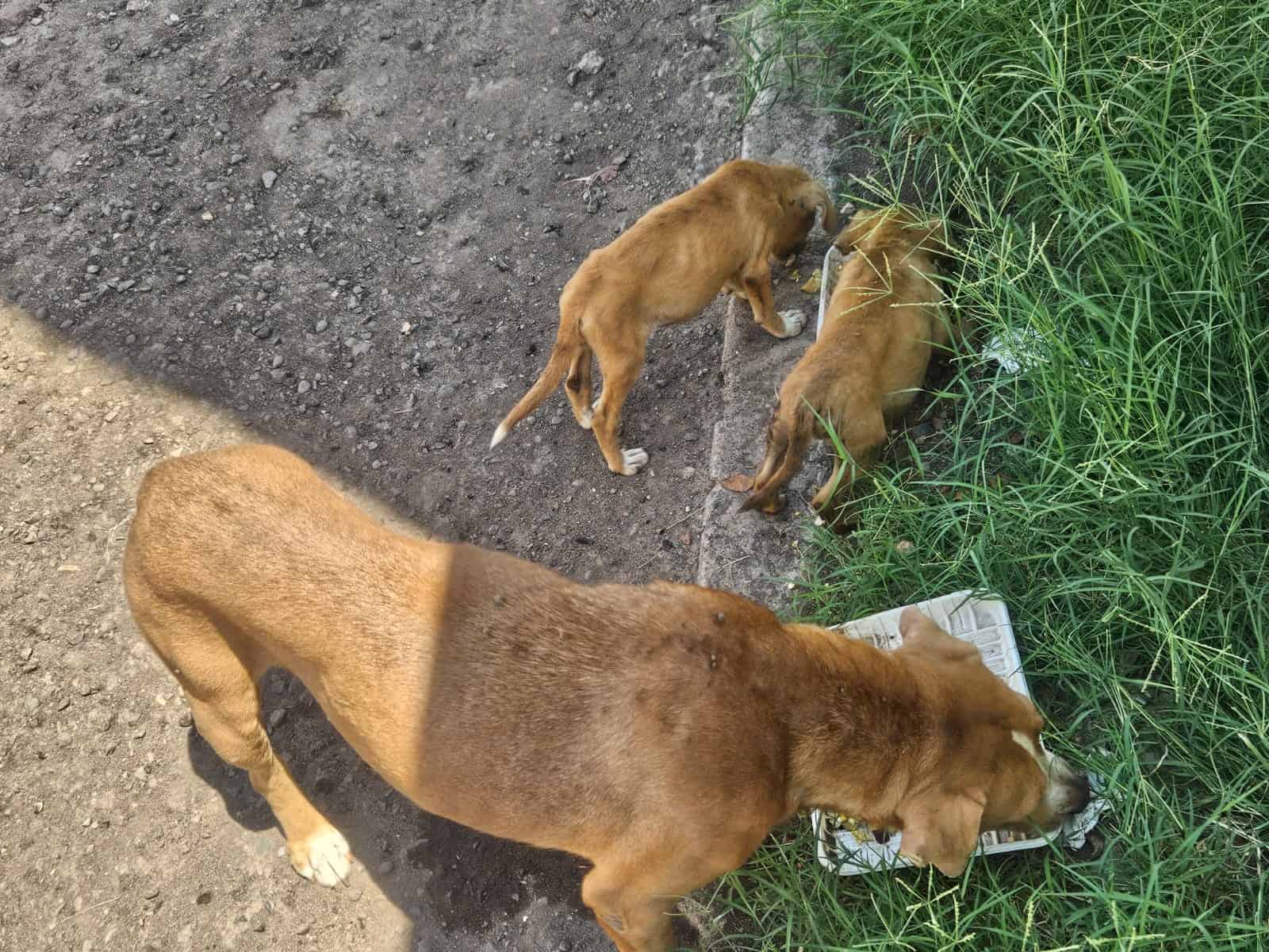 Registra Sonora nuevos fallecimientos por rickettsia