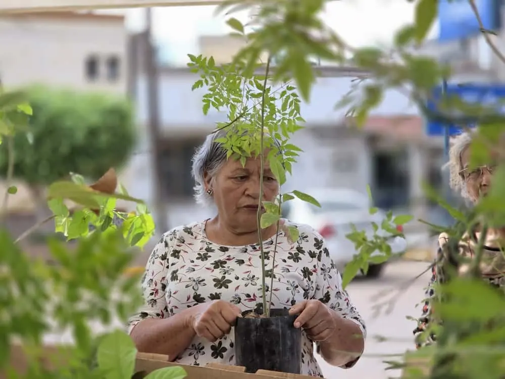 Vivero Móvil: Estas serán sus ubicaciones esta semana; se donarán 2 mil plantas