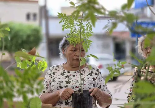Vivero Móvil: Estas serán sus ubicaciones esta semana; se donarán 2 mil plantas