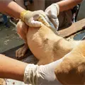 Navojoa en segundo lugar con más muerte por rickettsia