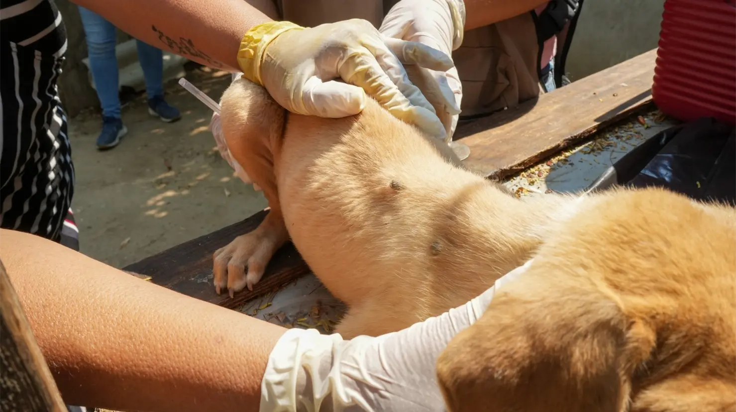 Navojoa en segundo lugar con más muerte por rickettsia