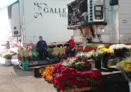 Llegarán este mes productores de flores a Cajeme