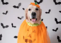 Estos son los disfraces más tiernos de Halloween para cachorros
