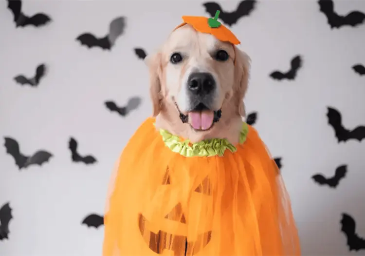 Estos son los disfraces más tiernos de Halloween para cachorros