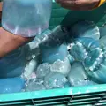 Conapesca determina medida de medusas para pesca