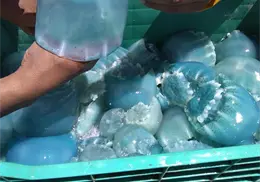 Conapesca determina medida de medusas para pesca